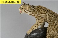 石虎藏品圖，第12張